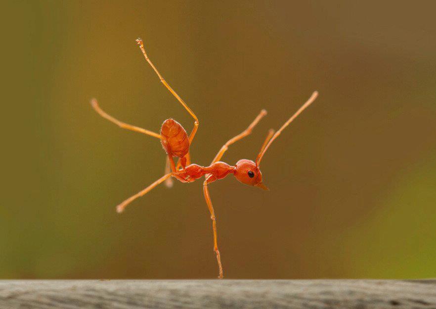 ಮೆರಿಟ್ ಅಥವಾ ಅರ್ಹತೆ ಬಗ್ಗೆ ಕಾನ್ಶೀರಾಮ್‌ರ ನಿಲುವುಗಳು